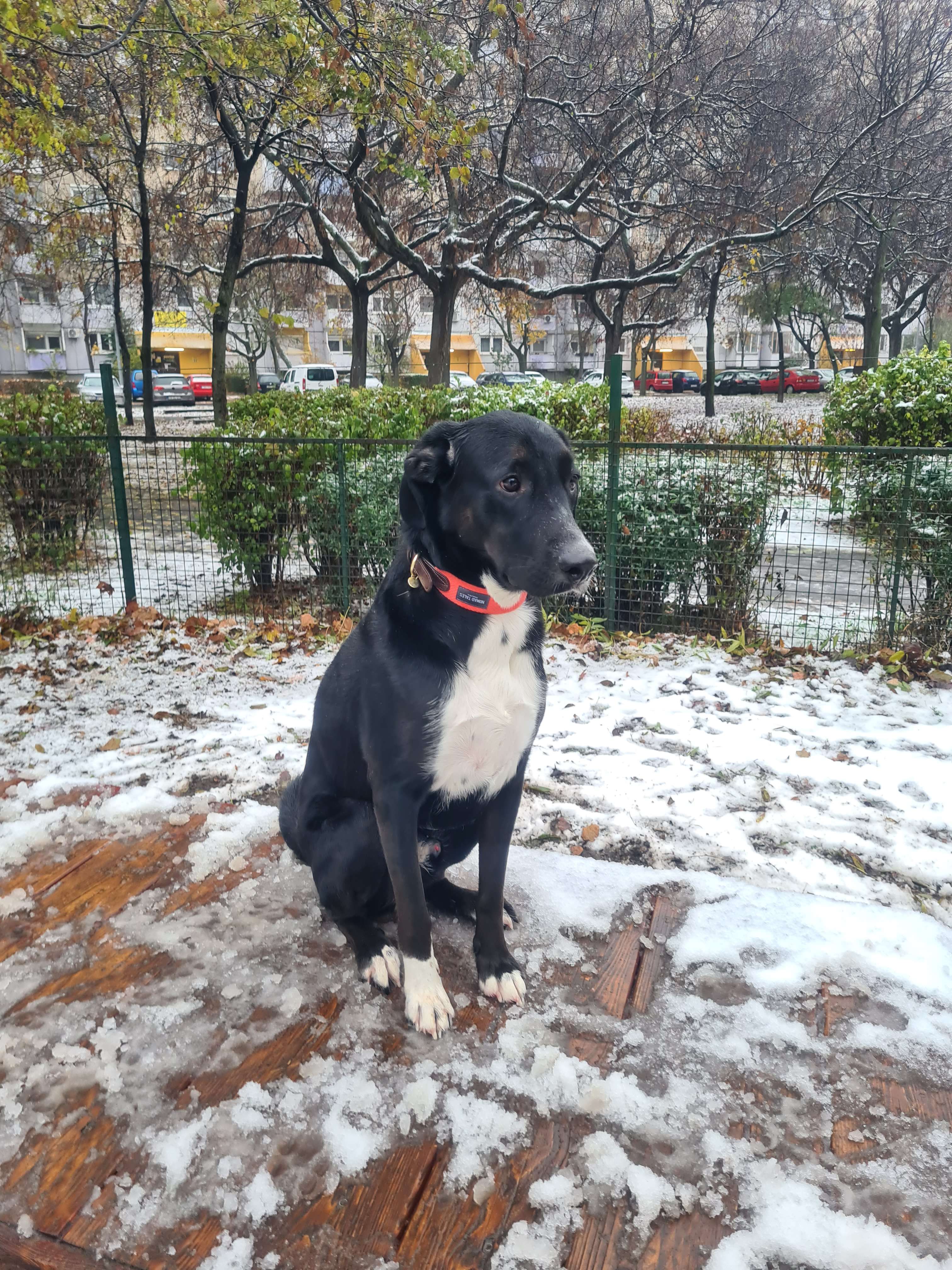 Jack the dog